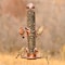 Perky-Pet Perky-Pet Wild Bird and Finch 1.8 lb Copper Bird Feeder 4 ports 385-2 - alternate 2